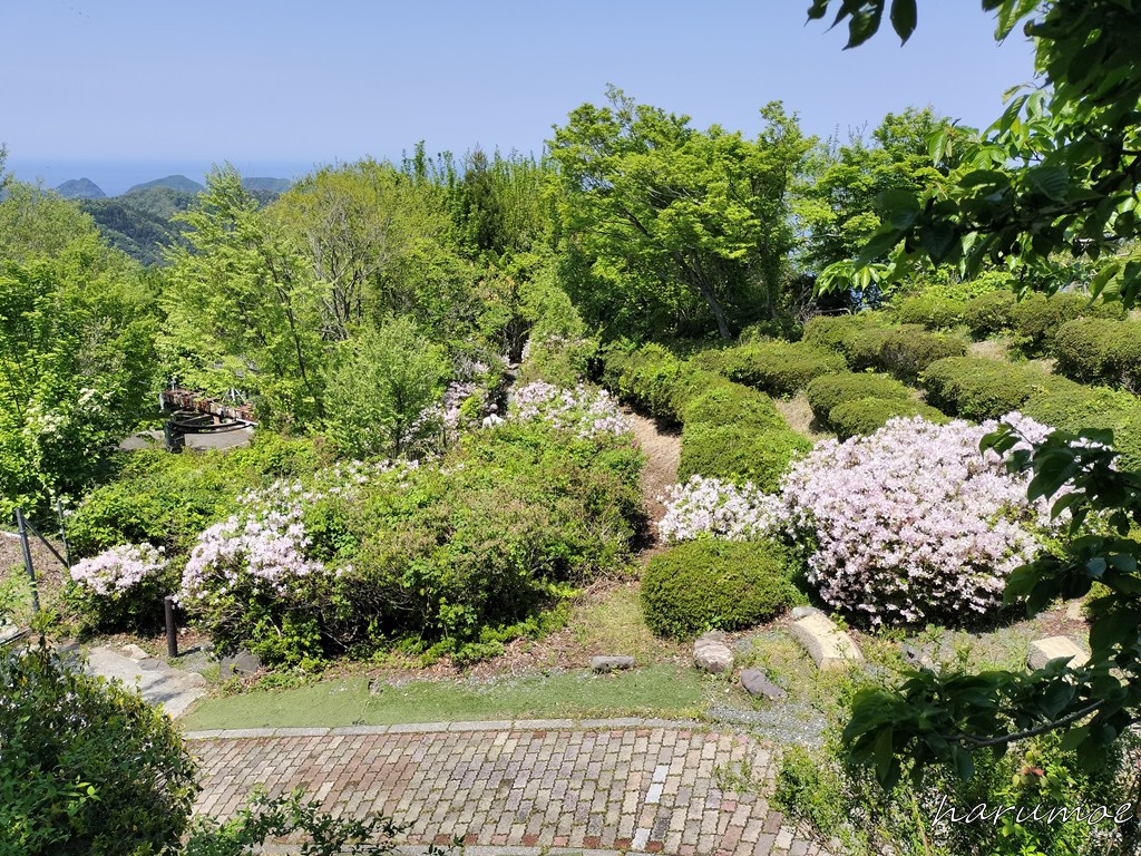 レインボーライン山頂公園のツツジ
