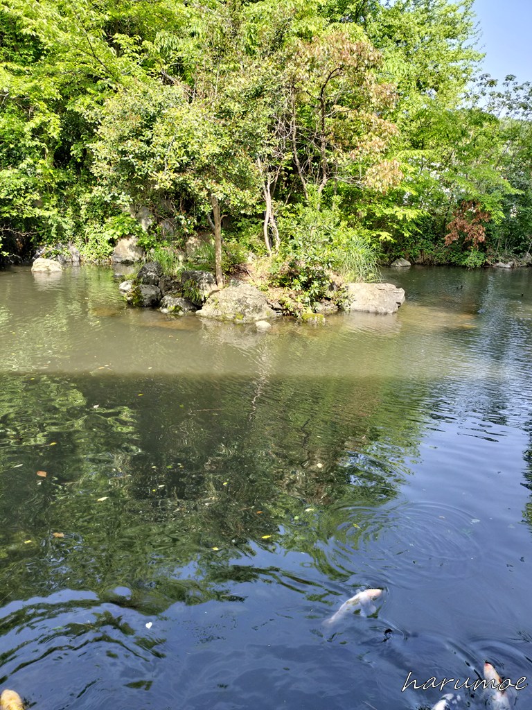 気比神宮の池