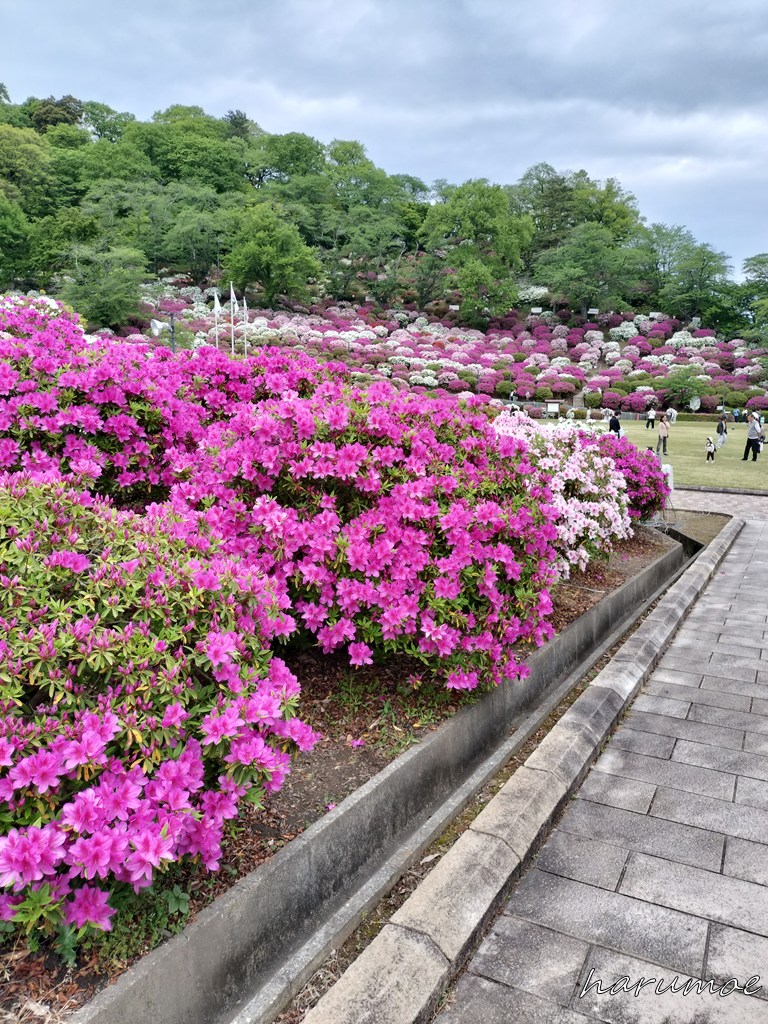西山公園のツツジ・広場