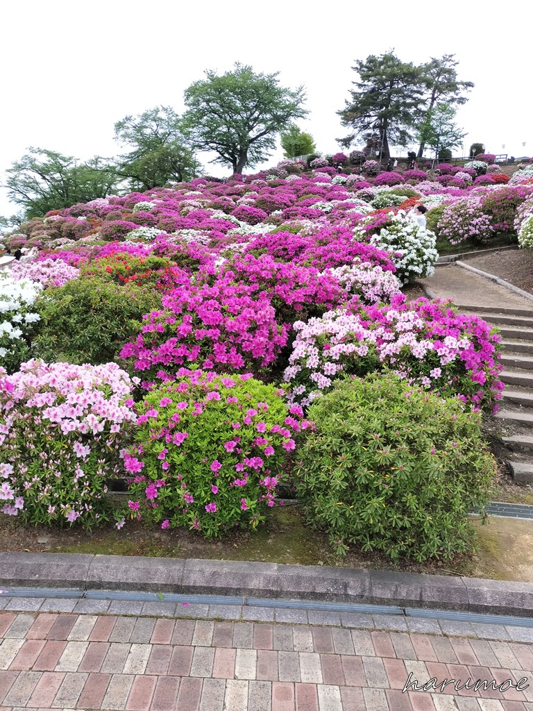 西山公園のツツジ