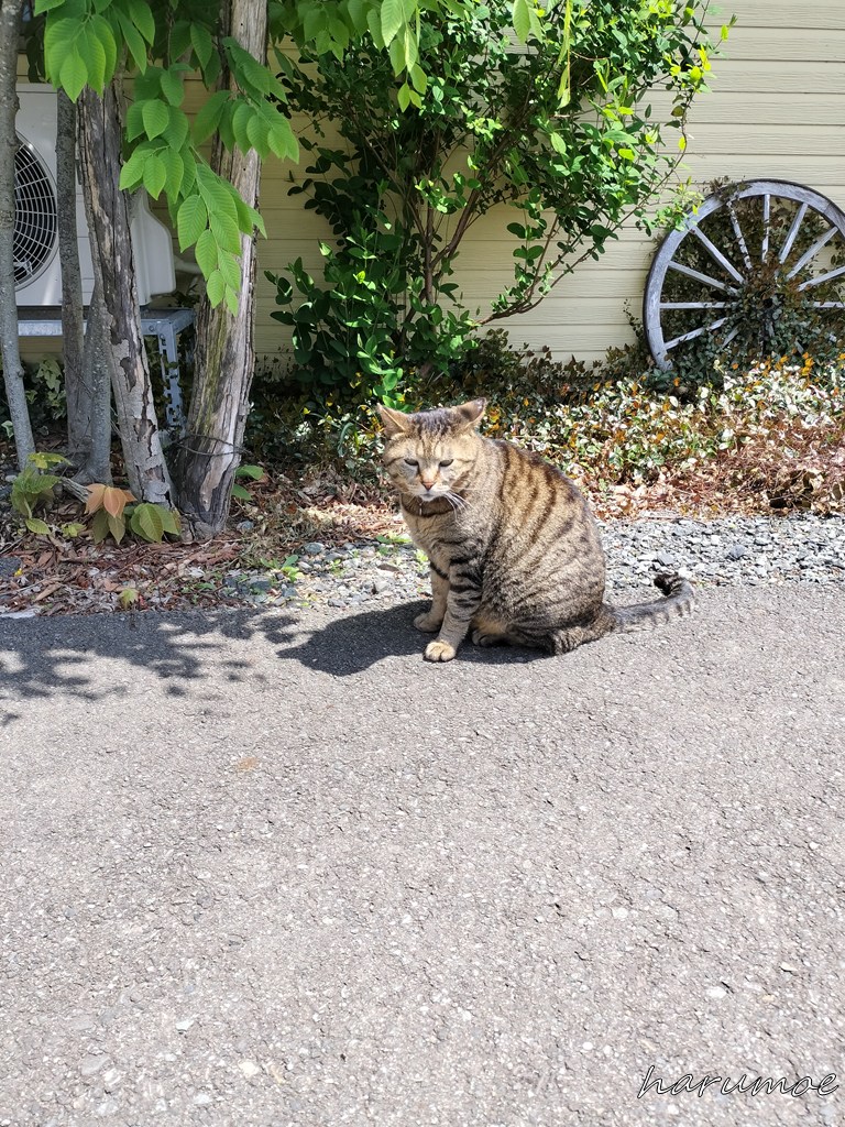 瑞香園の猫