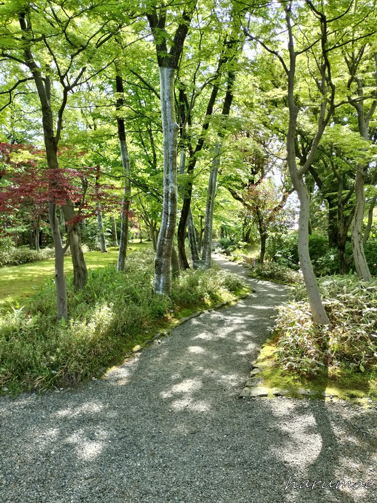 養浩館庭園の木々